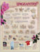 Pageantry Magazine Mall