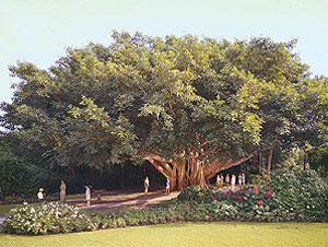 Banyan Tree