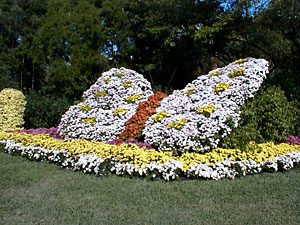 Butterfly topiary