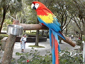 Parrot