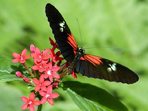 Cypress Gardens butterfly