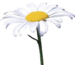 White daisy